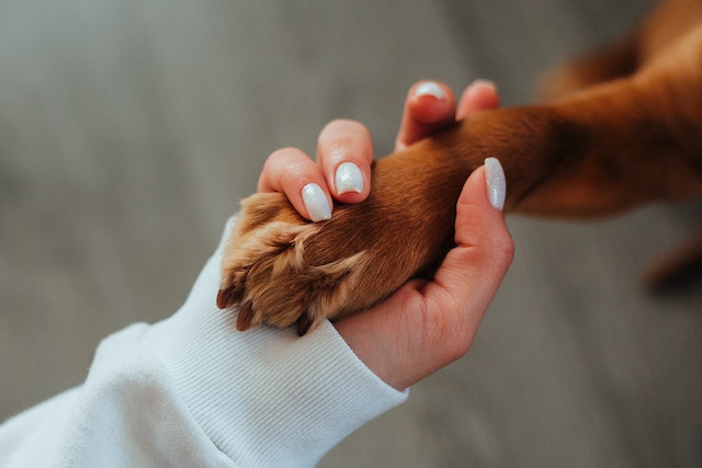 a brown dogs paw in a persons hand, like they are shaking hands